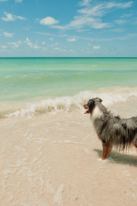 Key West Dog Beach