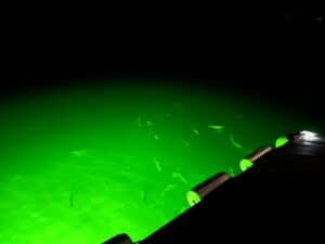 Lot 41 Fishes at Night